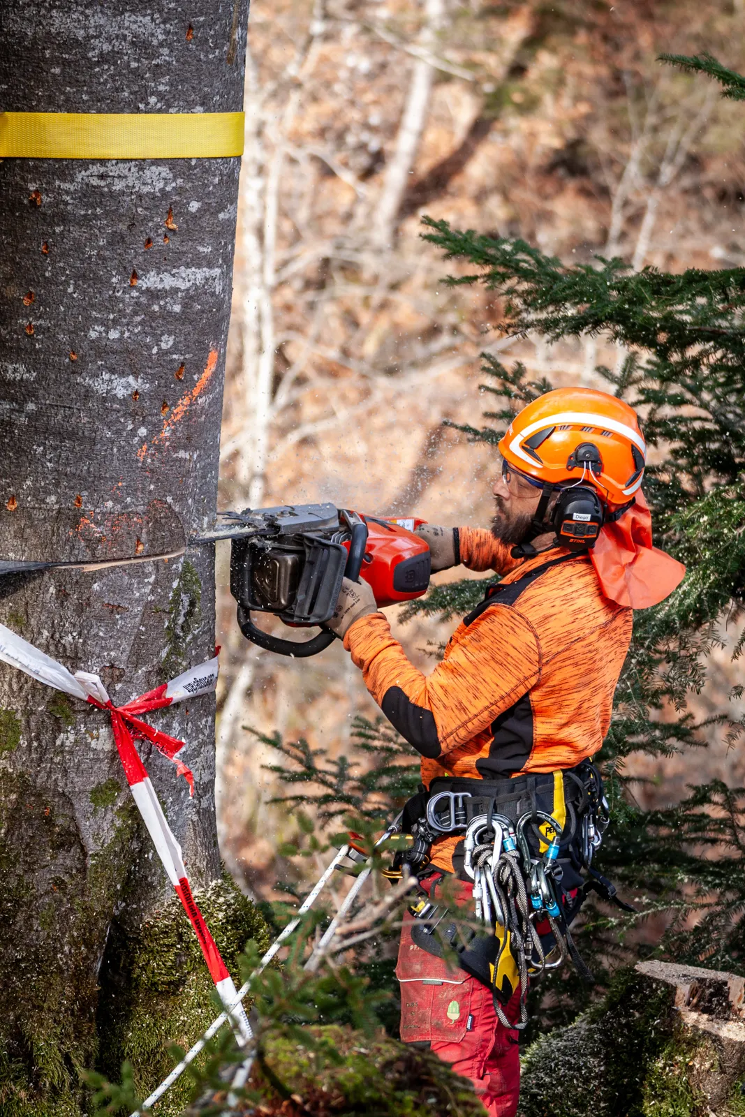 Forstarbeit mit Motorsäge am Baum